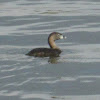 Pied-billed Grebe