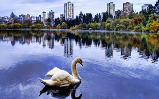 Swan Glides Gracefully on Tranquil Urban screenshot 2