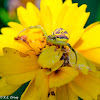 Crab Spider