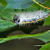 American dagger moth