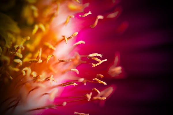 Fuochi d'artificio di Alessio Parauda