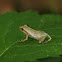 Spring Peeper