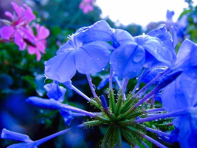 Fiori di Mattiafiorentin