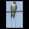 Wire-tailed swallow