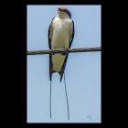 Wire-tailed swallow