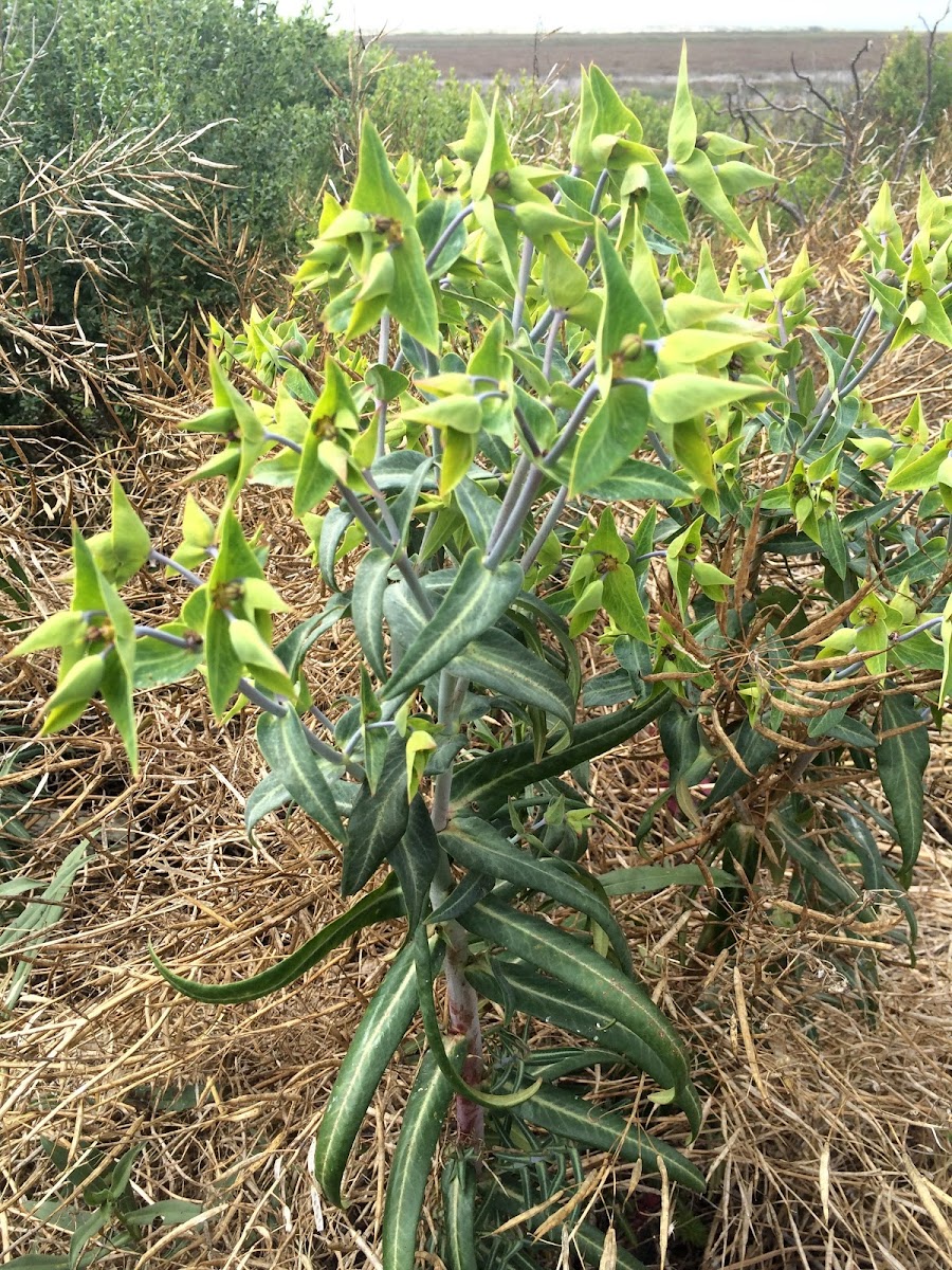 Gopher Spurge