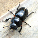 Shiny Stag Beetle