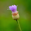 American Basketflower