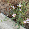 Sea Rocket