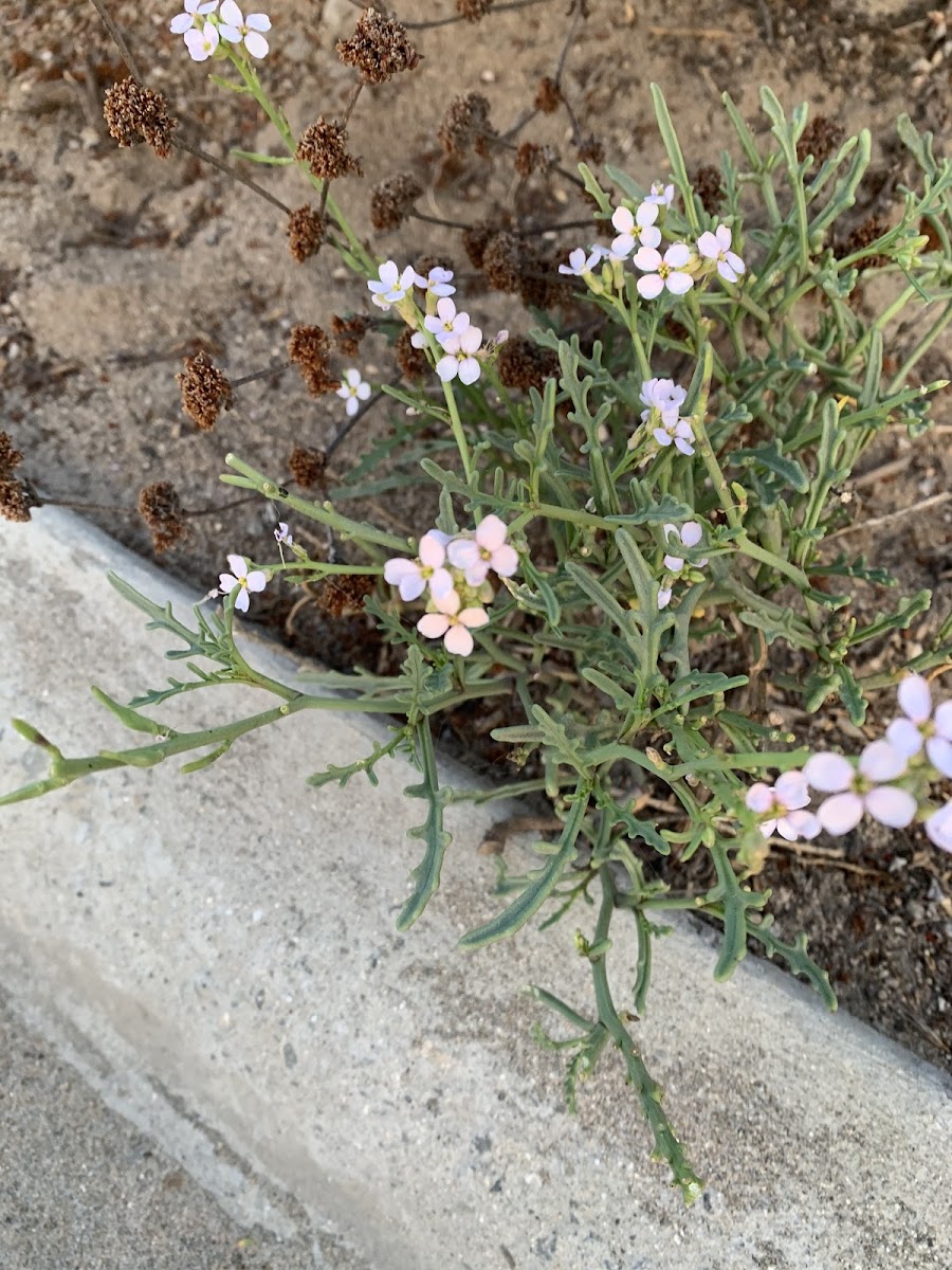 Sea Rocket