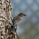 Brown-Headed Cowbird