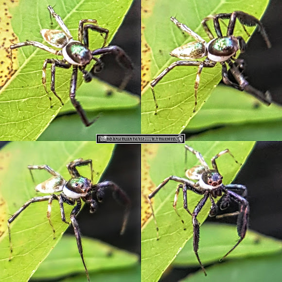 BACKYARD BIODIVERSITY: Jumping Spiders