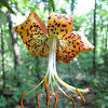 Carolina Lily