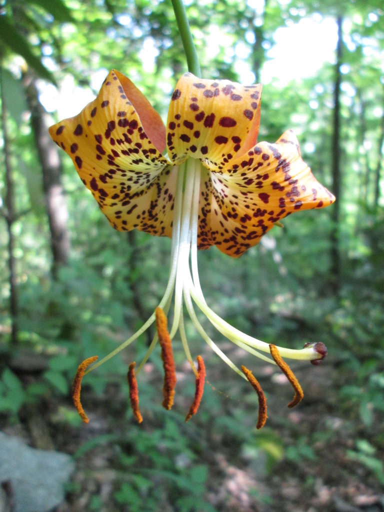 Carolina Lily