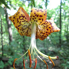 Carolina Lily