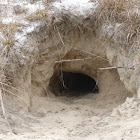 Gopher Tortoise Burrow