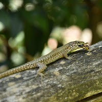 La legge della natura di Ilgiglio