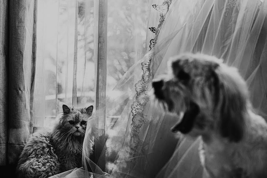 Esküvői fotós Fal Gomez (falmonte). Készítés ideje: 2019 október 2.