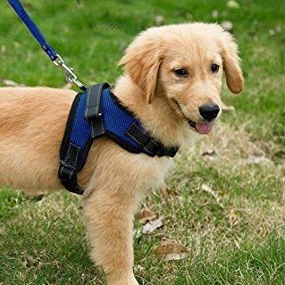 cross chest dog harness