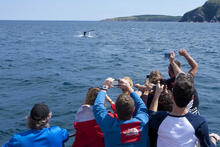 Visitors take photos of a whale surfacing off the coast of Avalon Peninsula in Newfoundland. 