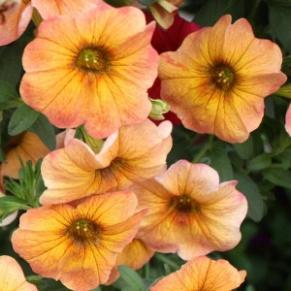 Image result for petunia petchoa supercal terra cotta
