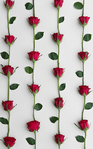 Red Rose Live Wallpaper