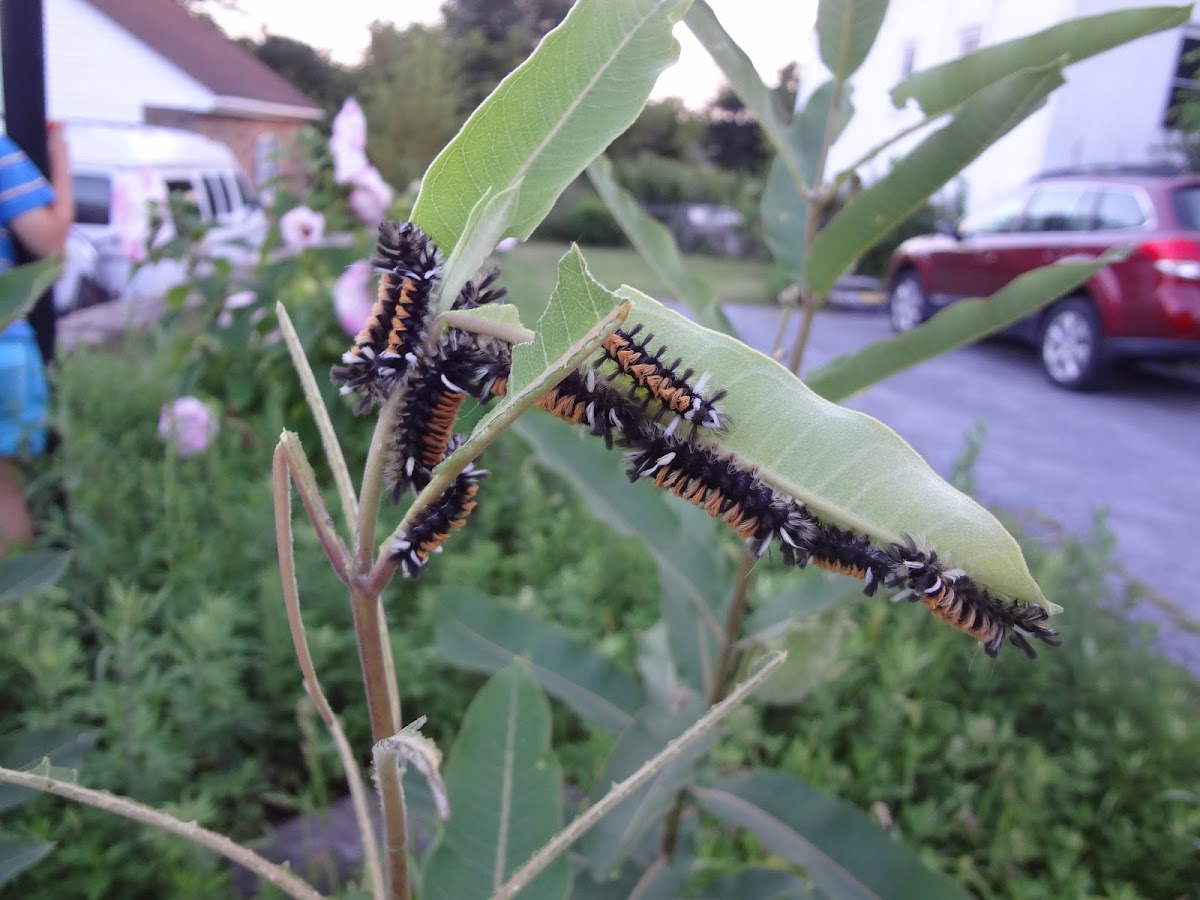 Milkweed tussock moth caterpillars