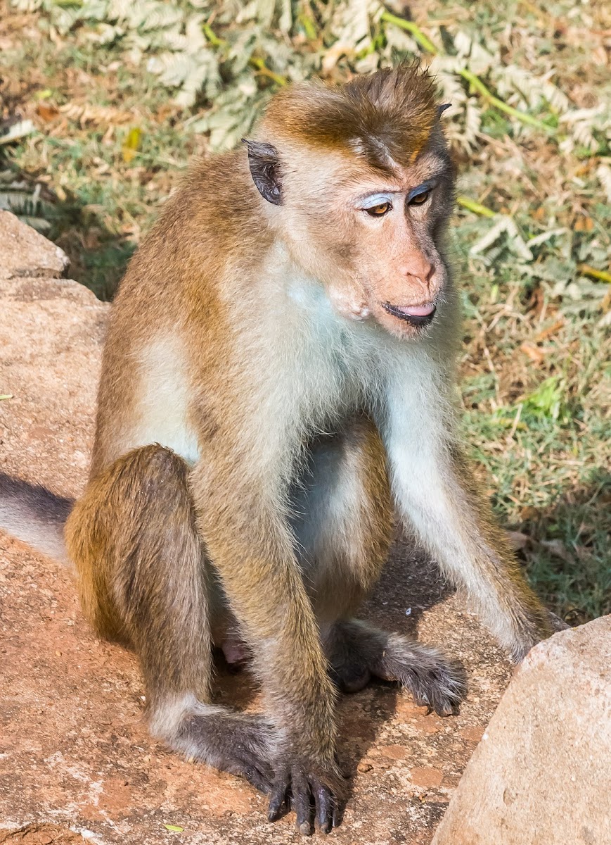 Sri Lanka Toque Macaque