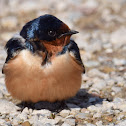 Barn Swallow