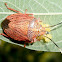 Stink bug