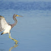 Tricolored Heron