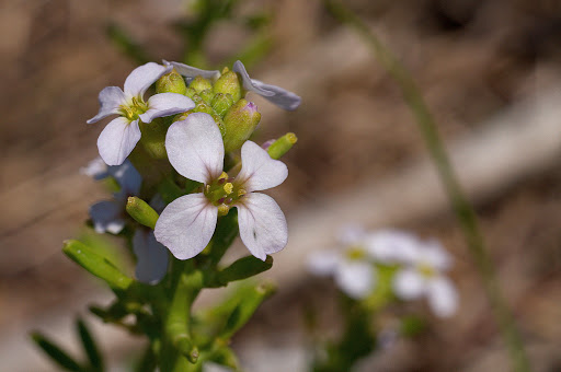 Cakile maritima