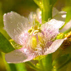 Licorice Weed