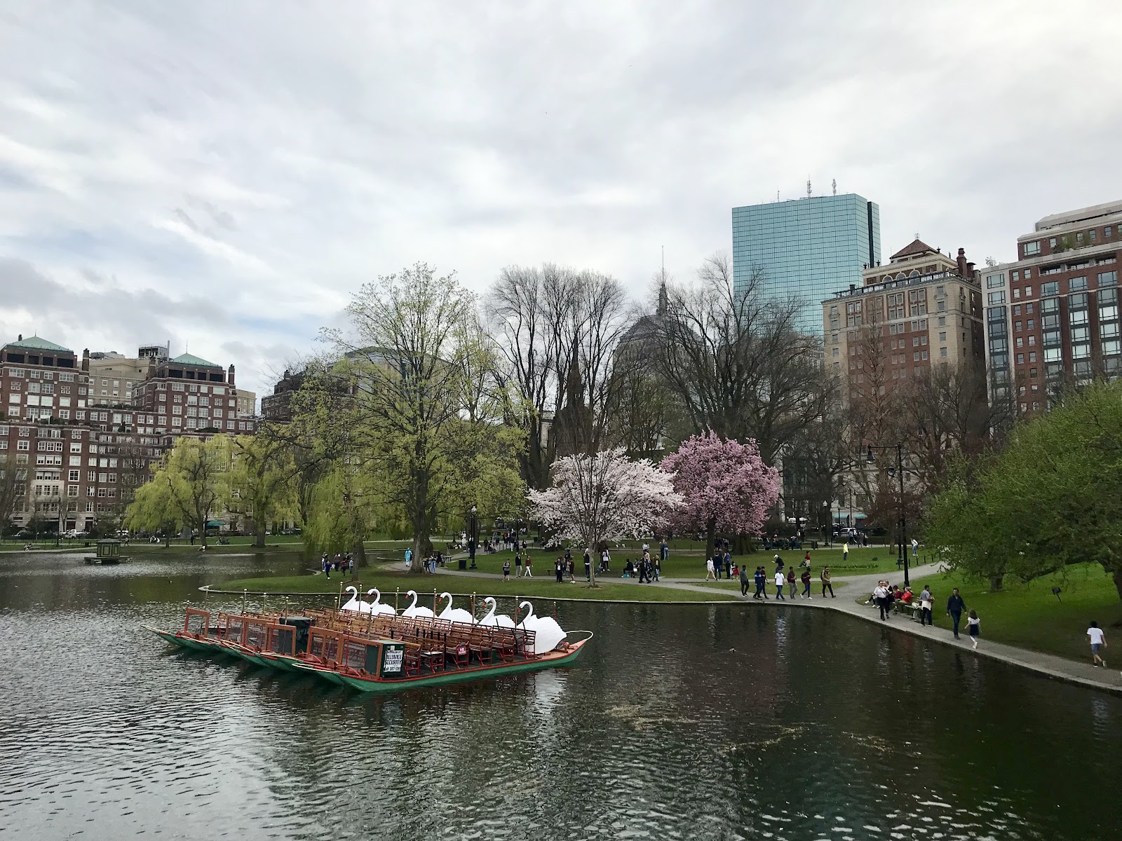 cherry blossoms boston