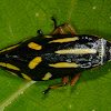 Frog Hopper / Spittle Bug