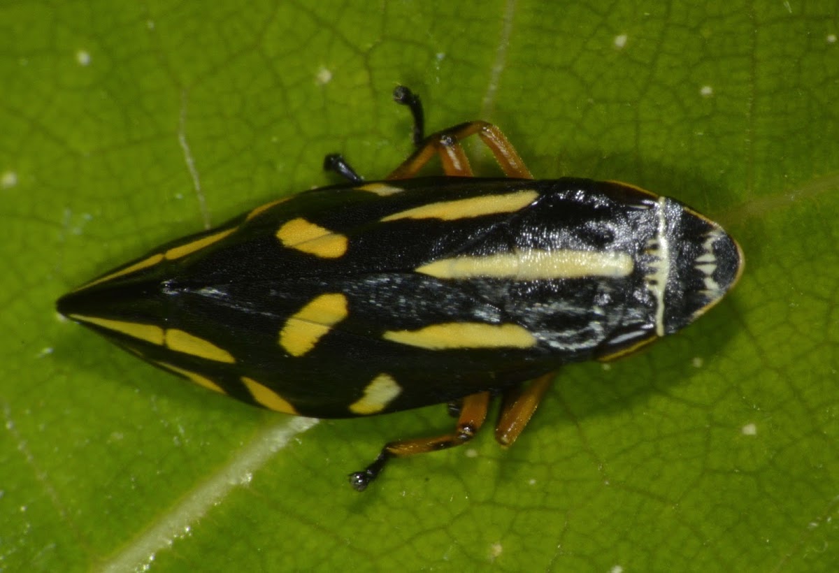 Frog Hopper / Spittle Bug