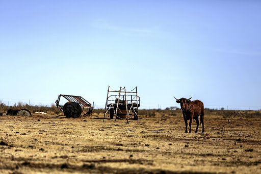 Greedy politicians have grabbed farms for themselves, which they have then allowed to deteriorate while genuine black farmers have struggled for land, the writer says. /Moeletsi Mabe