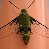 Coffee bee hawkmoth