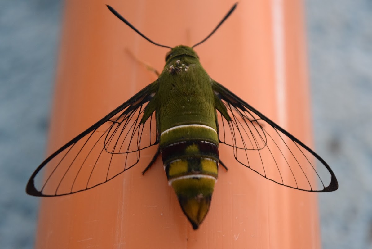 Coffee bee hawkmoth