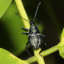 Unidentified Stink Bug Nymph