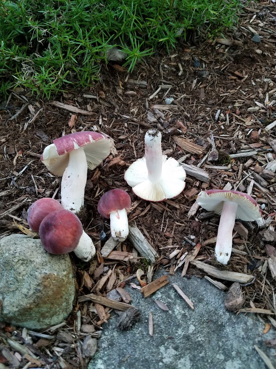 Unknown Gill Mushroom