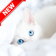 Kitten Wallpaper-HD 1.0 Icon