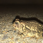 Fowler's Toad