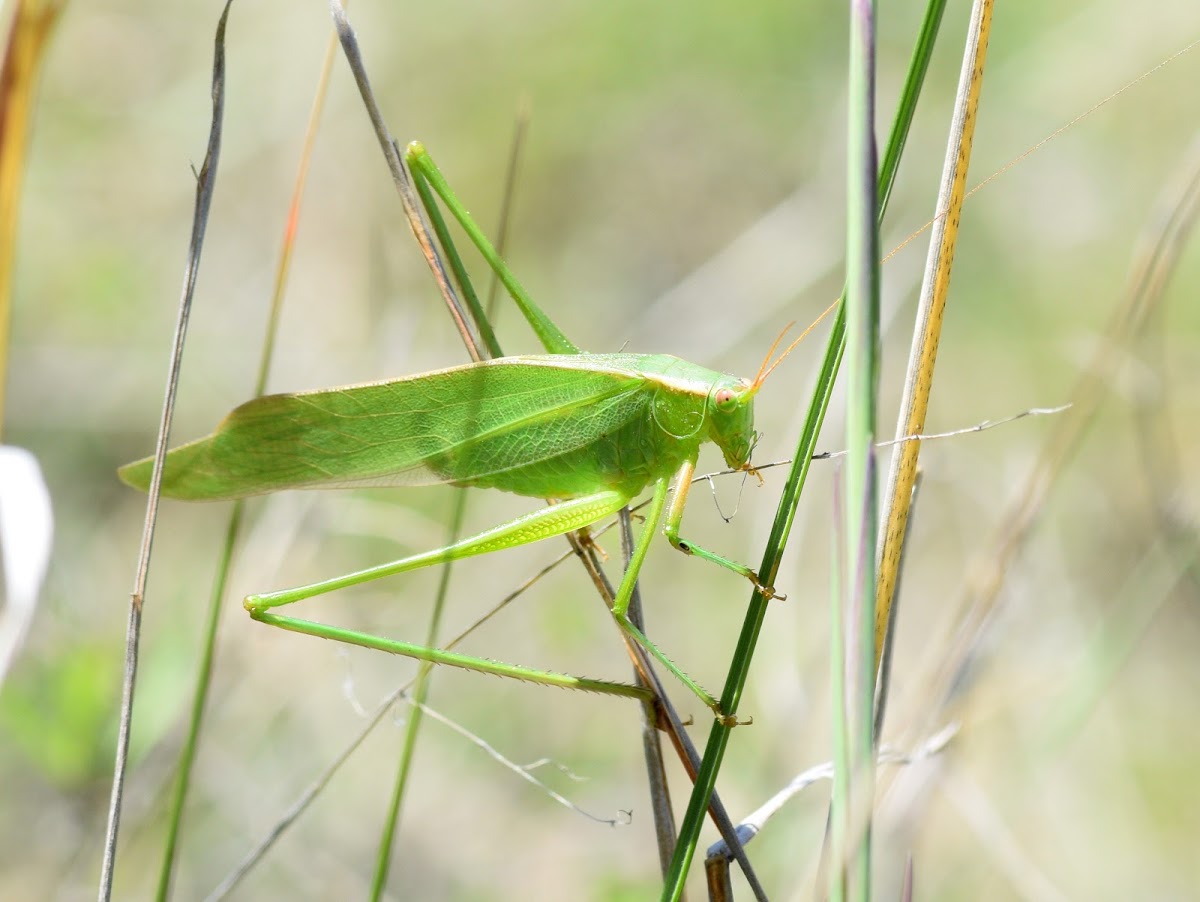 Katydid