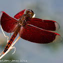 Ramburi Red Parasol