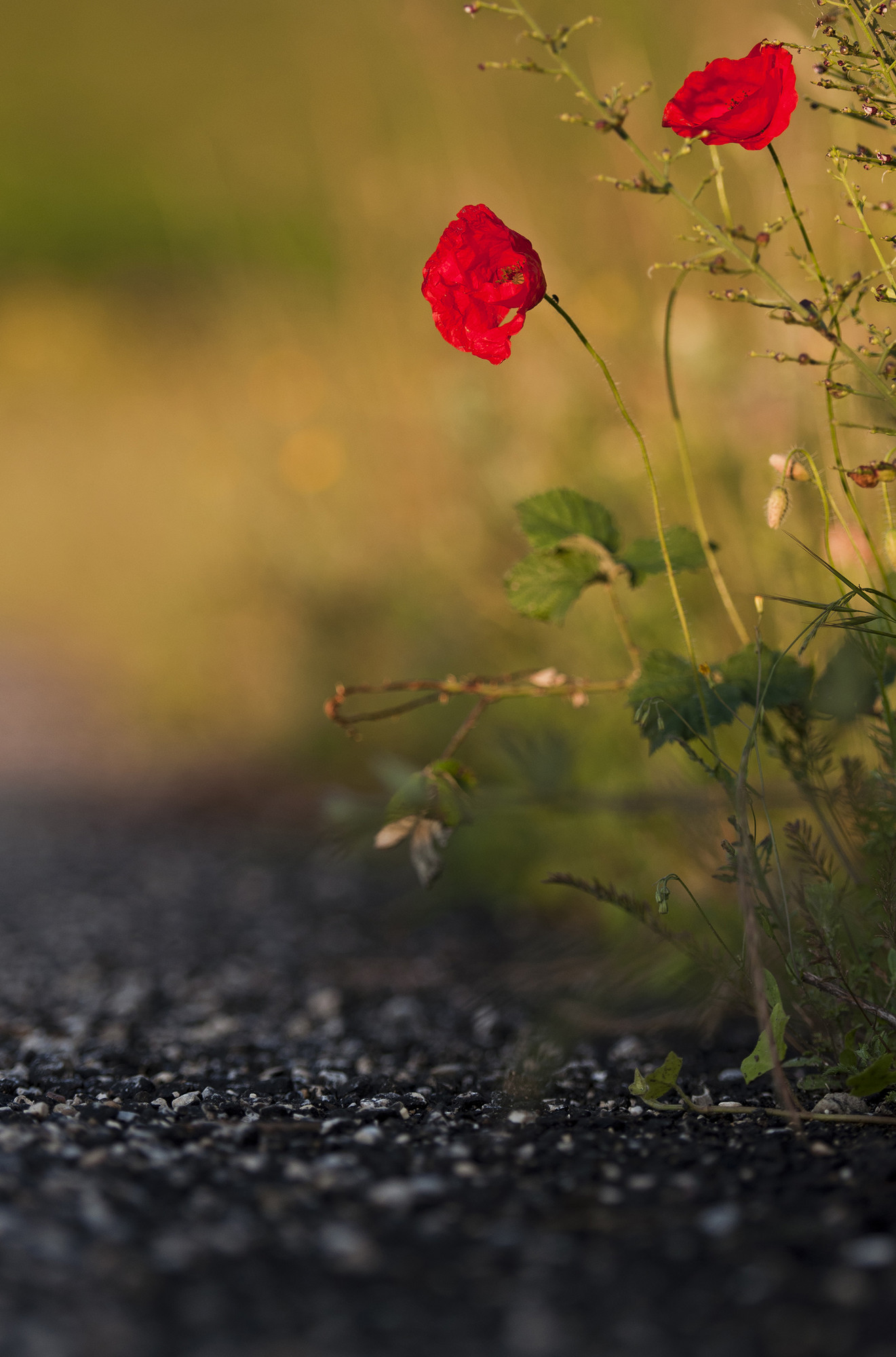 Beauty along the street di Andrea Di Florio