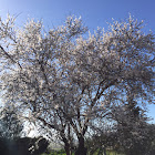 Almond tree (Αμυγδαλιά)