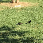 Small black birds