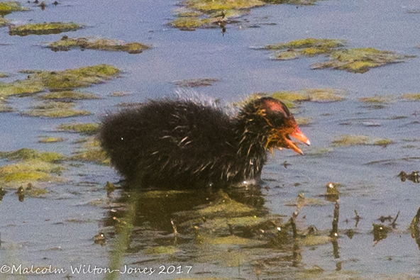 Coot; Focha Común