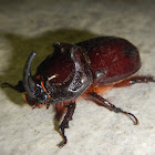 European Rhinoceros Beetle